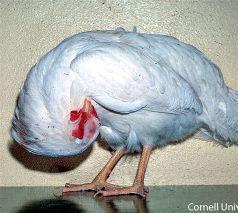 newcastle disease in birds