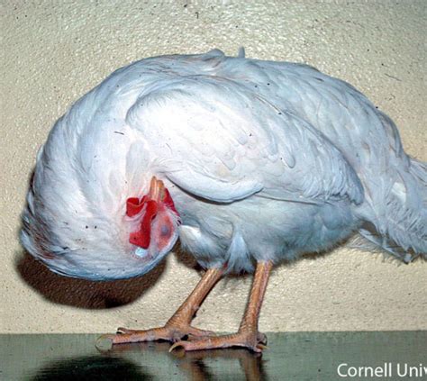 newcastle disease in chicken