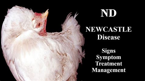 newcastle disease symptoms in chickens