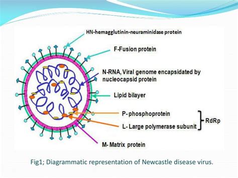 newcastle disease virus classification