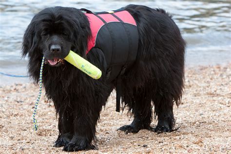 newfoundland rescue dogs for adoption uk