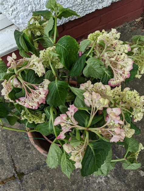 My newly planted hydrangea has an early little bloom, most likely due