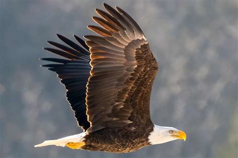 news about bald eagle