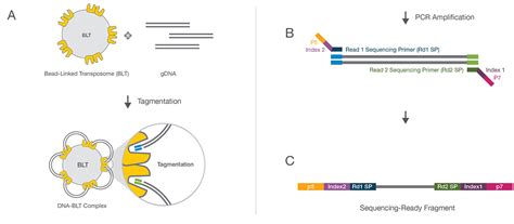 nextera dna flex library prep kit