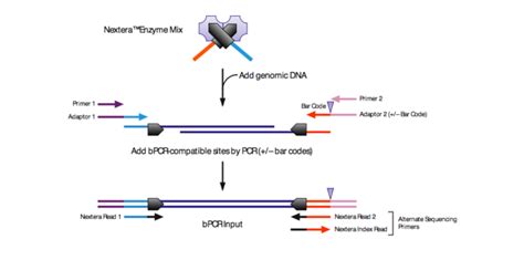 nextera library tn5+truseq