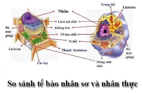 nhân sơ và nhân thực