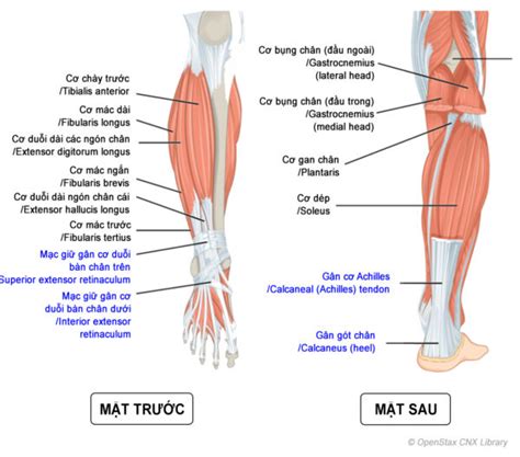 nhóm cơ ụ ngồi cẳng chân