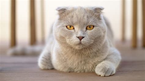 nicest breed of cat