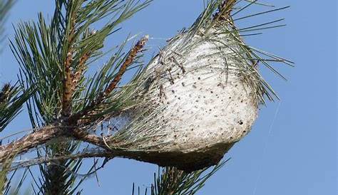 Comment enlever un nid de chenilles processionnaires du pin