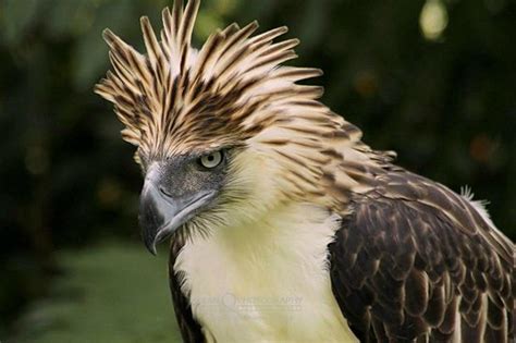nigeria national animal eagle