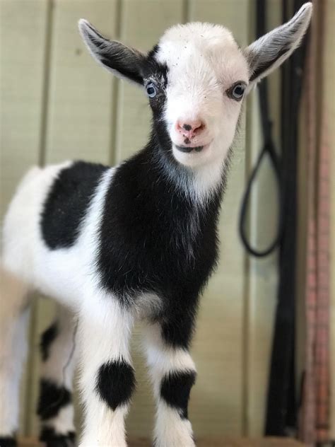 nigerian dwarf dairy goats for sale near me