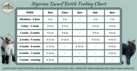 nigerian dwarf goat feeding schedule