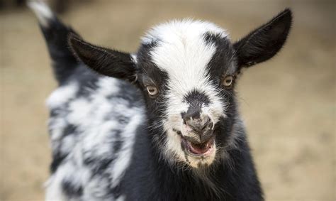 nigerian dwarf goat life span