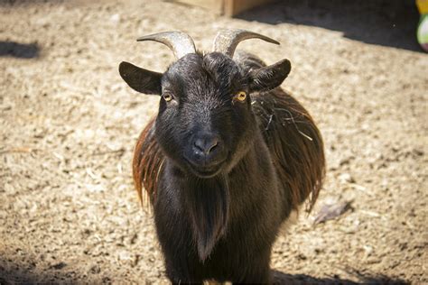 nigerian dwarf goat lifespan