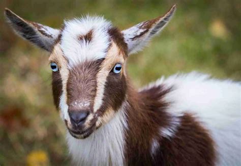 nigerian dwarf goats average cost