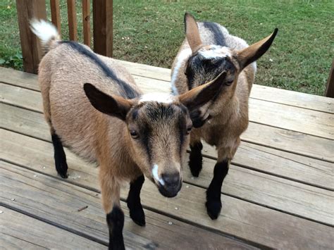 nigerian dwarf goats care