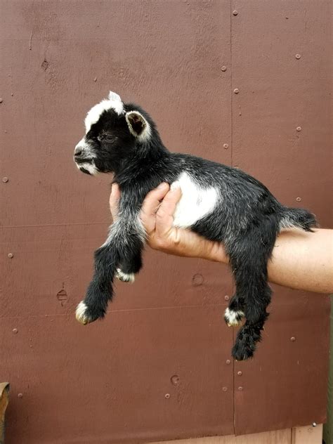 nigerian dwarf goats for sale