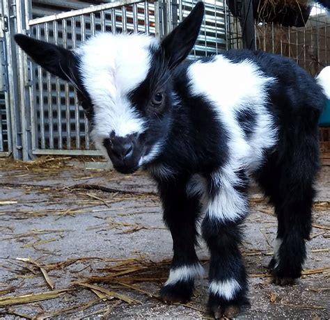 nigerian dwarf goats for sale in missouri