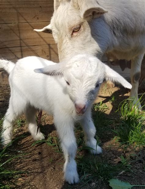nigerian dwarf goats for sale in nc