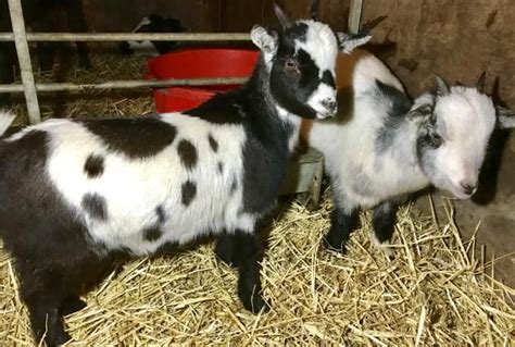 nigerian dwarf goats for sale in uk