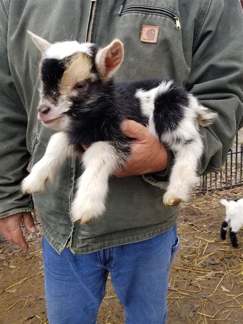 nigerian dwarf goats for sale near me in ohio