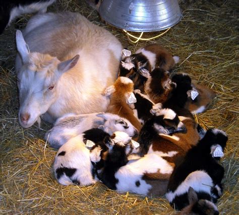 nigerian dwarf goats milk production