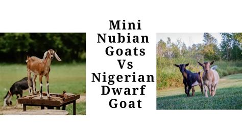 nigerian dwarf goats vs nubian goats