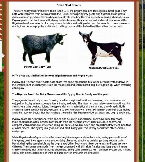 nigerian dwarf vs pygmy goat size