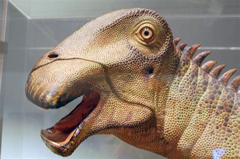 nigersaurus rex facts