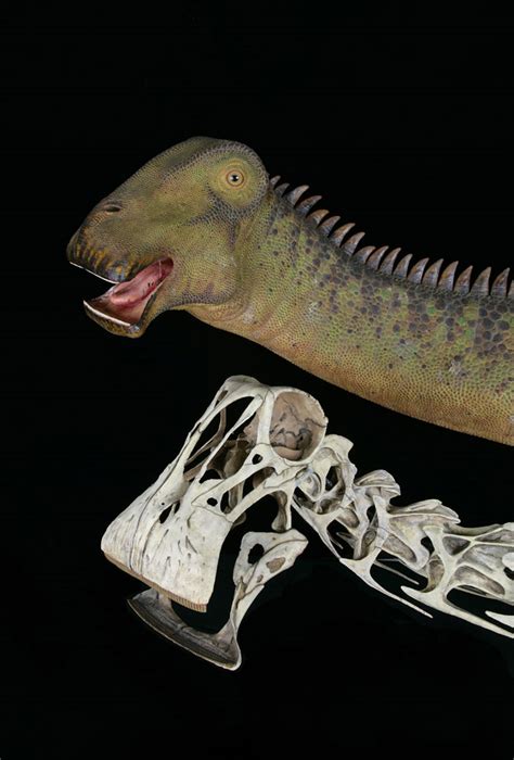 nigersaurus rex fossil