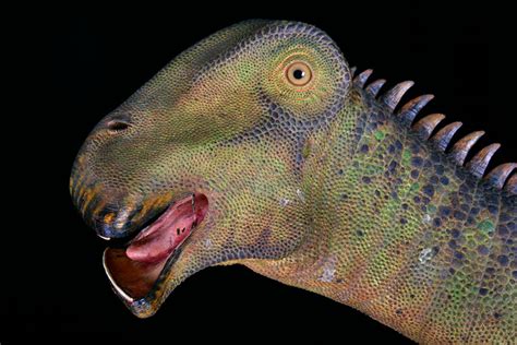 nigersaurus species