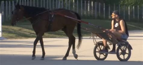 nikola jokic horse carriage