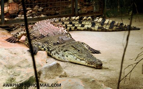 nile crocodile animals wiki fandom