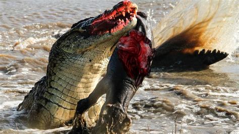 nile crocodile attacks youtube