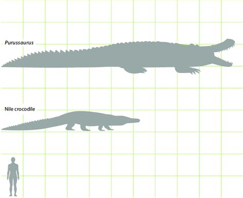 nile crocodile average size