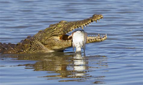 nile crocodile diet