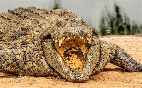 nile crocodile facts and information