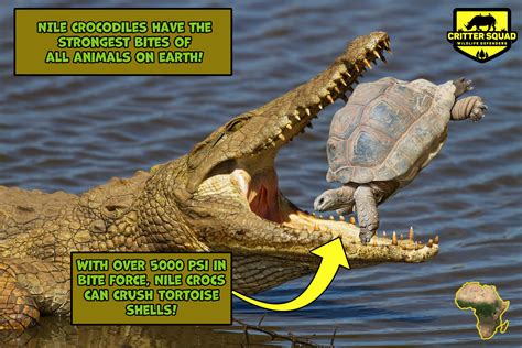 nile crocodile facts for kids