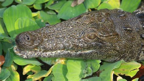 nile crocodile found in florida