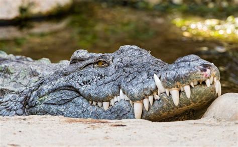 nile crocodile in fl