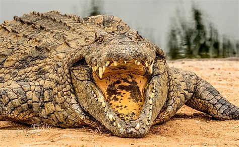 nile crocodile interesting facts