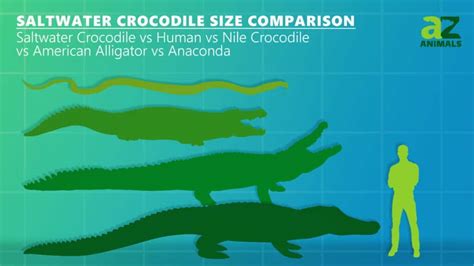 nile crocodile size relative to a human