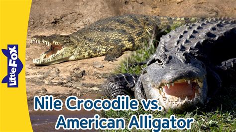 nile crocodile vs american alligator
