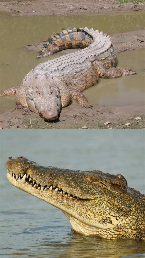 nile crocodile vs australian crocodile