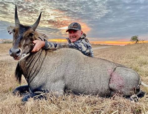 nilgai antelope for sale in texas