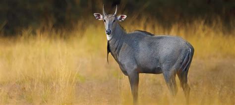 nilgai antelope pics
