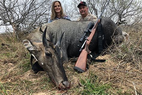 nilgai hunting texas king ranch