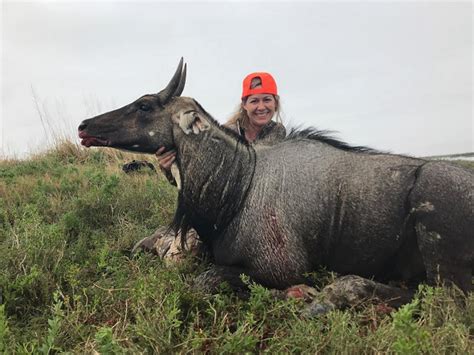 nilgai hunting texas public land