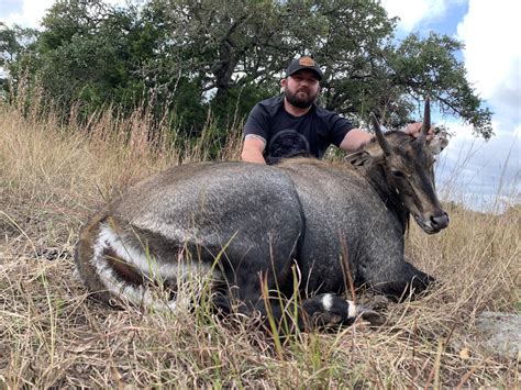 nilgai hunting usa