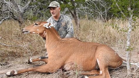 nilgai hunting videos